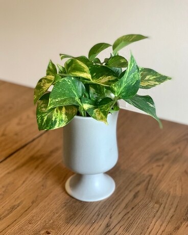 Pothos Plant Flower Arrangement