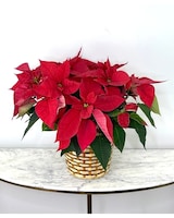 10 in Poinsettia size,  inches height and  inches wide.