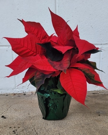 Holiday Poinsettia Plant