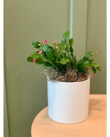 Christmas Cactus Plant