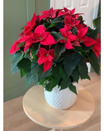 Red Christmas Poinsettia Plant