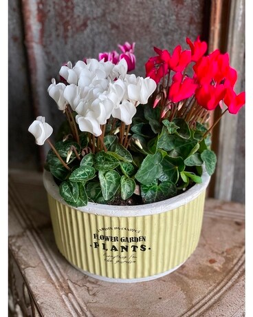 Cyclamen Garden Plant
