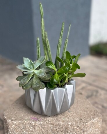 Succulent Garden Flower Arrangement