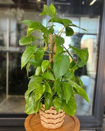 Pothos on a Pole Plant
