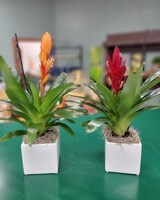 Russell Florist Bromeliad Garden size,  inches height and  inches wide.