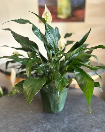 Plant Gift Delivery Delivery Madison Heights MI - DBG Flowers