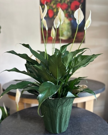 Plant Gift Delivery Delivery Madison Heights MI - DBG Flowers