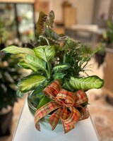 Dish Garden + Bow size,  inches height and  inches wide.