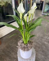6in Ceramic size,  inches height and  inches wide.