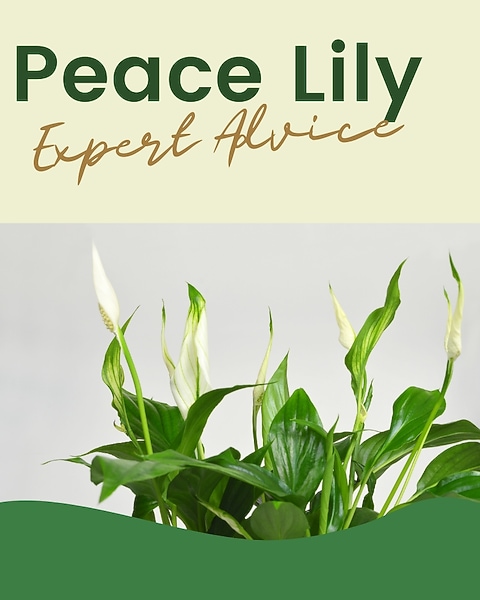 Expert Advice: Peace Lily Care