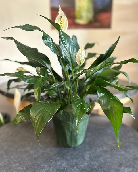 Peace Lily