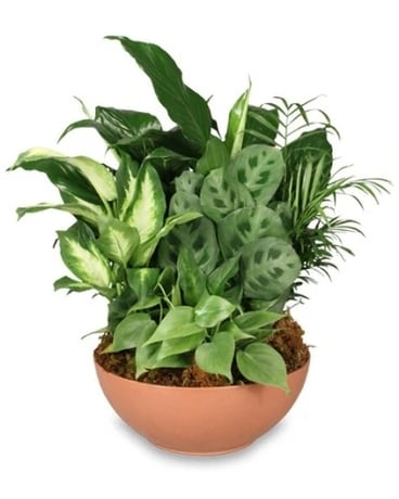 Dish Garden Flower Arrangement