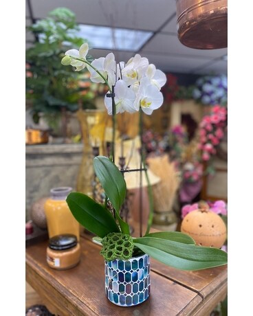 Phalaenopsis Orchid Plant