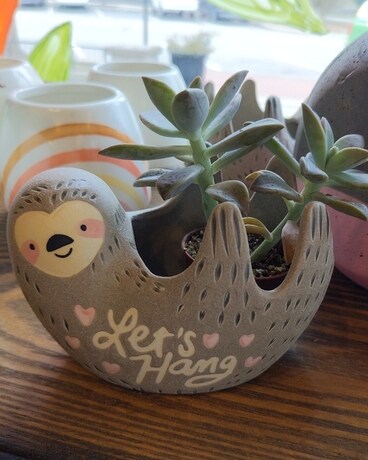 Let's Hang - Succulent Plants Plant