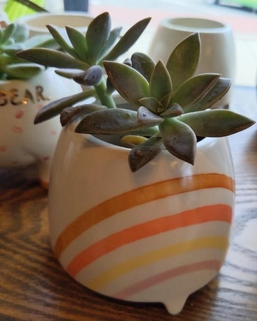 Succulent Plants in Rainbow Ceramic Plant