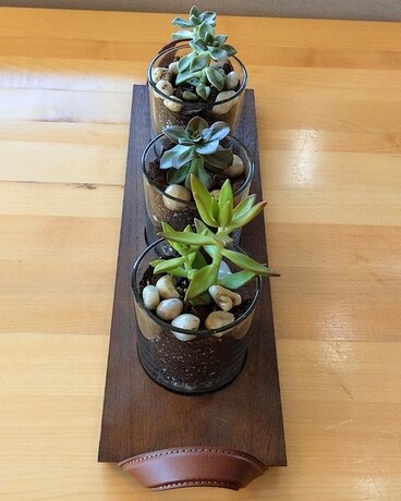 Succulent Arrangements Plant
