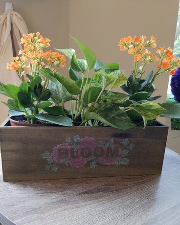 Kalanchoe Plants in a Box Plant