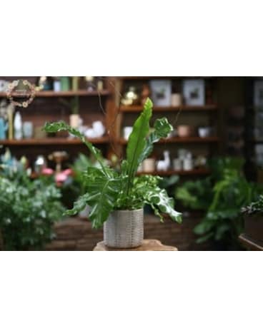 Bird Nest Fern Flower Arrangement