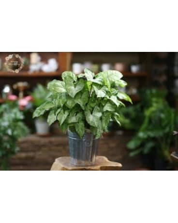 Arrowhead Plant Flower Arrangement