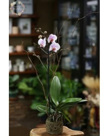 Stunning Orchid Flower Arrangement