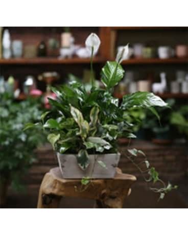 Large Dish Garden Flower Arrangement