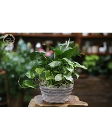 Green Plant Dishgarden Flower Arrangement