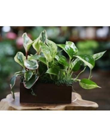 Ivy Garden Flower Arrangement