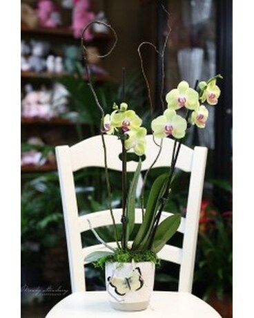 Butterflies & Orchids Flower Arrangement