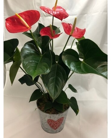 Red Anthurium  Plant Plant