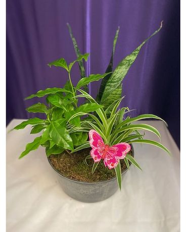 Lush Small Green Dish Garden Plant