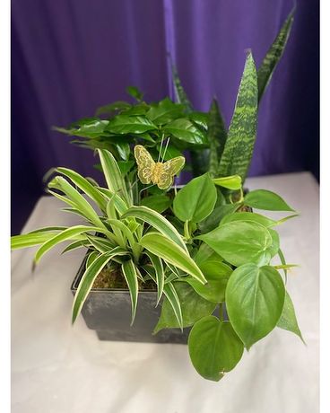 Lush Medium Dish Garden Plant