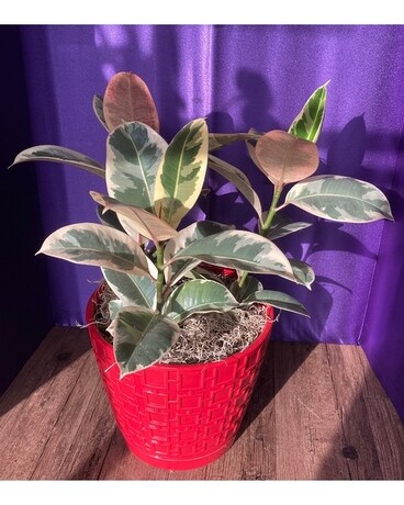 Large Pink Rubber Tree Plant