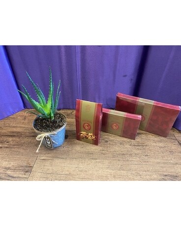 Aloe Vera Plant with a treat Plant