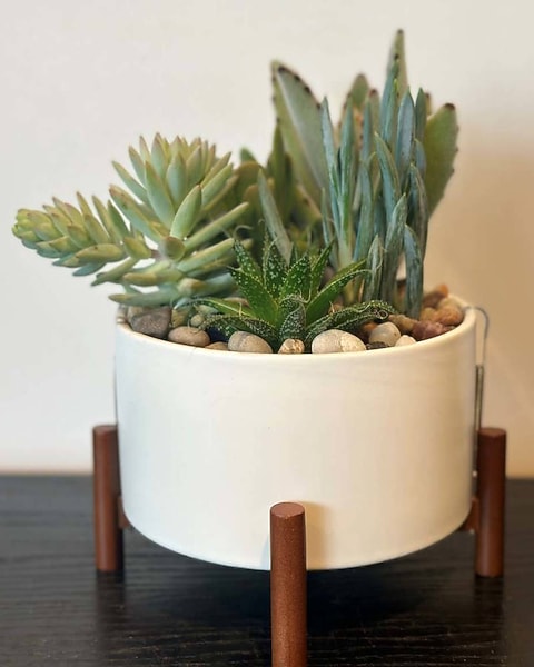 Small Succulent Garden in Portland OR - Flowers Tommy Luke