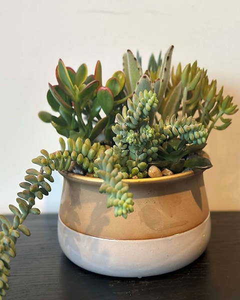 Large Succulent Garden in Portland OR - Flowers Tommy Luke