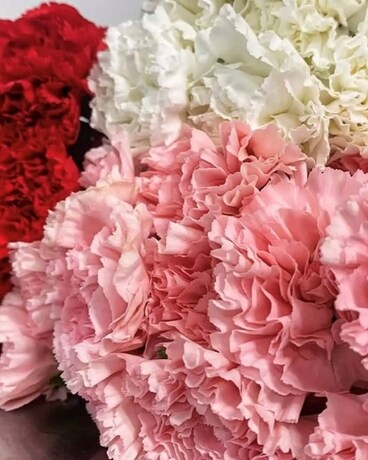 Carnations by the Bunch Flower Arrangement