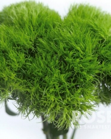 Green Trick by the Bunch Flower Arrangement