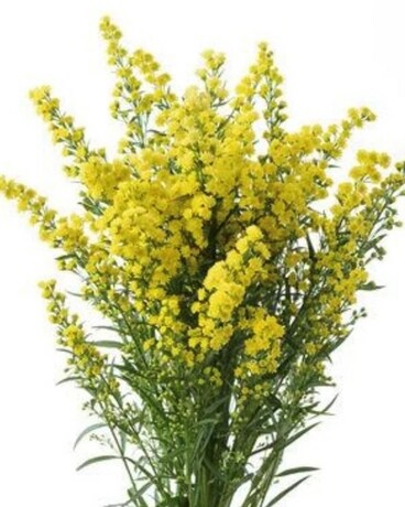 Solidaster by the Bunch Flower Arrangement