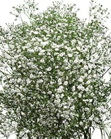 Baby's Breath by the Bunch Flower Arrangement