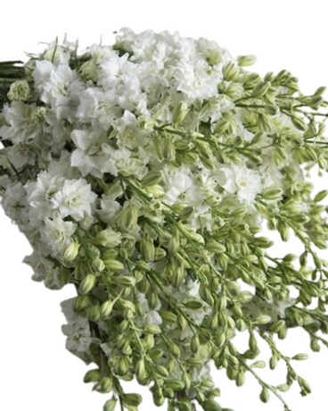 Larkspur by the Bunch Flower Arrangement