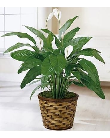 The Spathiphyllum Plant Flower Arrangement