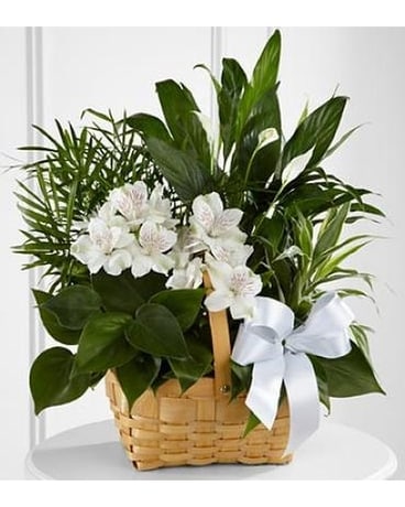 The Peace & Serenity™ Dishgarden Flower Arrangement