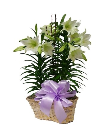 Double Easter Lily Plant