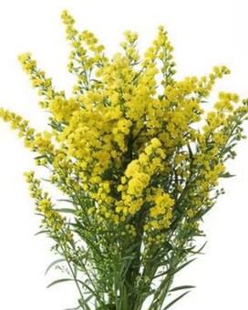 By the Bunch size,  inches height and  inches wide.