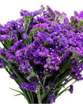 By the Bunch size,  inches height and  inches wide.