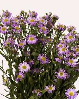 By the Bunch size,  inches height and  inches wide.