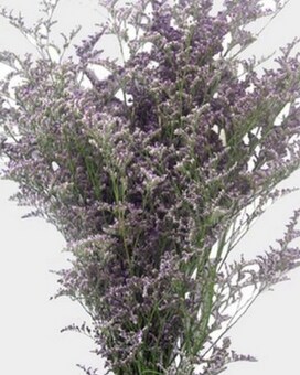 By the Bunch size,  inches height and  inches wide.