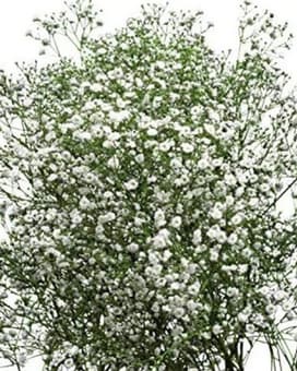 By the Bunch size,  inches height and  inches wide.
