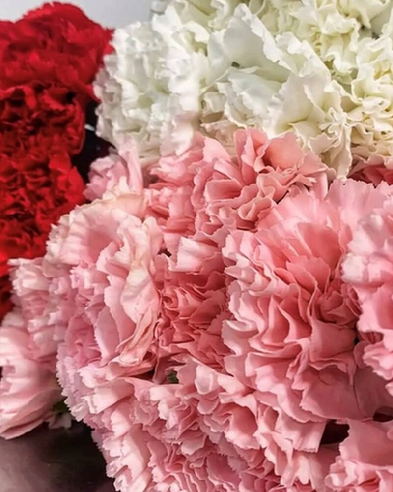 sku10660020.jpg?1660062501191