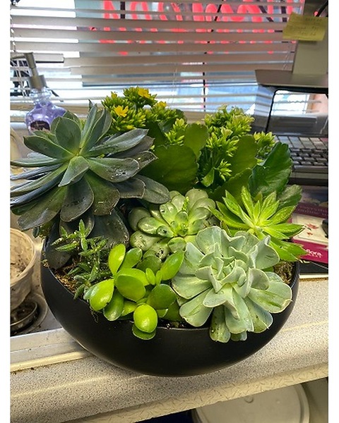 Succulent Garden large in Tigard OR - Flowers By Donna